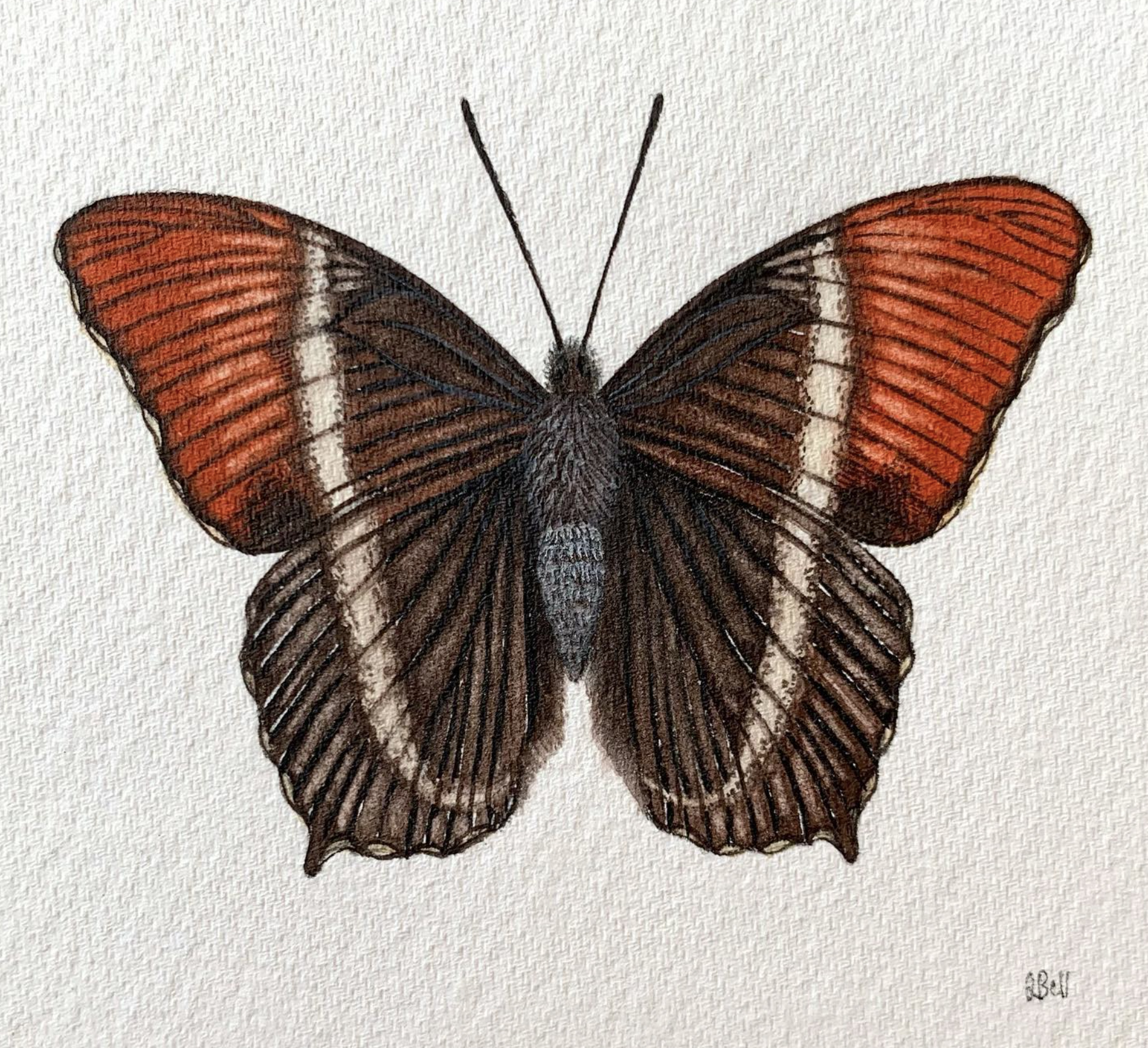 Libby Bell-butterfly